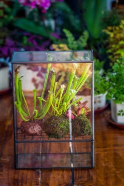 NCYP Glass And Tin Close Terrarium With Drainage Bottom, Suits For Fly Trap, Pitcher Plants, Moss Ball, Nursery, Small Tropical Plants -Terrarium Plant Hub 20221118015 2