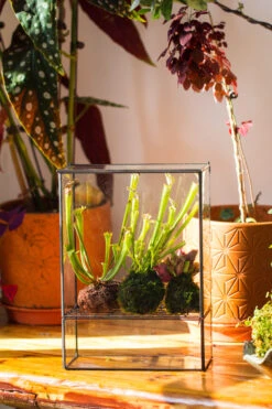 NCYP Glass And Tin Close Terrarium With Drainage Bottom, Suits For Fly Trap, Pitcher Plants, Moss Ball, Nursery, Small Tropical Plants -Terrarium Plant Hub 20221118015 4