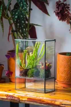 NCYP Glass And Tin Close Terrarium With Drainage Bottom, Suits For Fly Trap, Pitcher Plants, Moss Ball, Nursery, Small Tropical Plants -Terrarium Plant Hub 20221118015 6