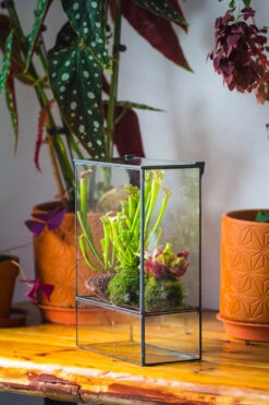 NCYP Glass And Tin Close Terrarium With Drainage Bottom, Suits For Fly Trap, Pitcher Plants, Moss Ball, Nursery, Small Tropical Plants -Terrarium Plant Hub 20221118015 7