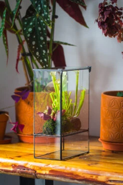 NCYP Glass And Tin Close Terrarium With Drainage Bottom, Suits For Fly Trap, Pitcher Plants, Moss Ball, Nursery, Small Tropical Plants -Terrarium Plant Hub 20221118015 9