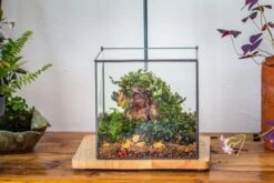 8" Cube NCYP BasicClose Geometric Glass Tin Terrarium, Planter For Moss Wall, Fern, Landscape, No Plants -Terrarium Plant Hub 20221118023 15