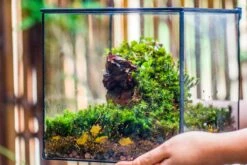 8" Cube NCYP BasicClose Geometric Glass Tin Terrarium, Planter For Moss Wall, Fern, Landscape, No Plants -Terrarium Plant Hub 20221118023 16