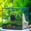 8" Cube NCYP BasicClose Geometric Glass Tin Terrarium, Planter For Moss Wall, Fern, Landscape, No Plants -Terrarium Plant Hub 20221118023 17