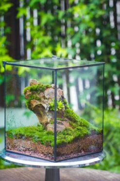 8x8x10" NCYP Basic Rectangle Close Geometric Glass Tin Terrarium, Planter For Moss Wall, Fern, Landscape, No Plants -Terrarium Plant Hub 20221118029 6