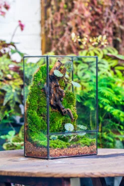 Natural Diatomaceous Rockes Stones For Top Dressing, Paving, Soil Conditioner, Potted Plants 11 Natural Diatomaceous Rockes Stones For Top Dressing, Paving, Soil Conditioner, Potted Plants -Terrarium Plant Hub 20221118037 13 b72b6b44 c03d 450a 9dff 49cbac24f80a