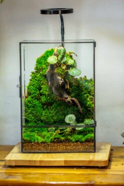 8x12" Close Geometric Glass Terrarium With Door, Tin Sealed Rectangle Tall Planter For Moss Wall, Fern, Landscape Multiple Size, No Plants -Terrarium Plant Hub 20221118037 2