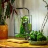 8x12" Close Geometric Glass Terrarium With Door, Tin Sealed Rectangle Tall Planter For Moss Wall, Fern, Landscape Multiple Size, No Plants 1 8x12" Close Geometric Glass Terrarium With Door, Tin Sealed Rectangle Tall Planter For Moss Wall, Fern, Landscape Multiple Size, No Plants -Terrarium Plant Hub 20221118037 4 8583c3b8 dea9 4641 b2f5 6b3a1dbe35a2