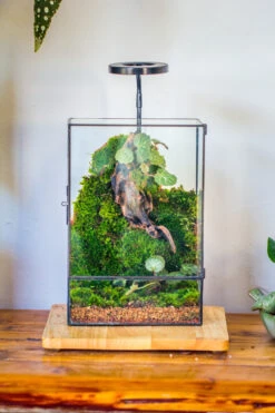 8x12" Close Geometric Glass Terrarium With Door, Tin Sealed Rectangle Tall Planter For Moss Wall, Fern, Landscape Multiple Size, No Plants -Terrarium Plant Hub 20221118037 6