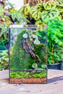 8x12" Close Geometric Glass Terrarium With Door, Tin Sealed Rectangle Tall Planter For Moss Wall, Fern, Landscape Multiple Size, No Plants -Terrarium Plant Hub 20221118037 7