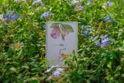 Silver Brass Tabletop Vintage Frame Geometric Ornament Plant Specimen Clip Modern Decor Card Holder 5X7" Reception 38 Silver Brass Tabletop Vintage Frame Geometric Ornament Plant Specimen Clip Modern Decor Card Holder 5X7" Reception -Terrarium Plant Hub 20221229004 1