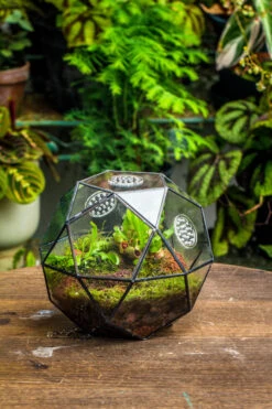 Handmade Close Triangular Pentagon Mix 32-Sides Clear Glass Geometric Centerpiece Terrarium For Moss -Terrarium Plant Hub 20230509029 12