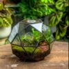 Handmade Close Triangular Pentagon Mix 32-Sides Clear Glass Geometric Centerpiece Terrarium For Moss -Terrarium Plant Hub 20230509029 14