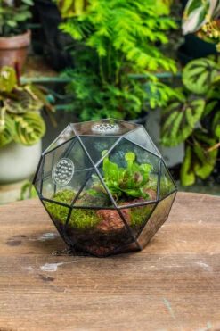 Handmade Close Triangular Pentagon Mix 32-Sides Clear Glass Geometric Centerpiece Terrarium For Moss -Terrarium Plant Hub 20230509029 15