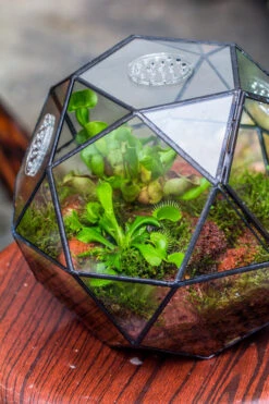 Handmade Close Triangular Pentagon Mix 32-Sides Clear Glass Geometric Centerpiece Terrarium For Moss -Terrarium Plant Hub 20230509029 2