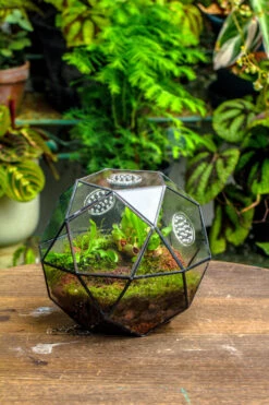 Handmade Close Triangular Pentagon Mix 32-Sides Clear Glass Geometric Centerpiece Terrarium For Moss -Terrarium Plant Hub 20230509029 9