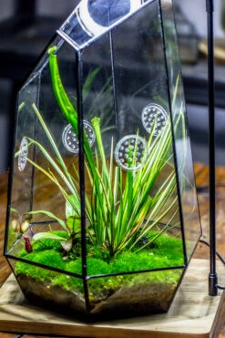 Handmade 41cm / 16" Tall IrregularGlass Geometric Terrarium Box With Vent 26 Handmade 41cm / 16" Tall IrregularGlass Geometric Terrarium Box With Vent -Terrarium Plant Hub 20230510030 11