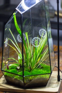 Handmade 41cm / 16" Tall IrregularGlass Geometric Terrarium Box With Vent 27 Handmade 41cm / 16" Tall IrregularGlass Geometric Terrarium Box With Vent -Terrarium Plant Hub 20230510030 12