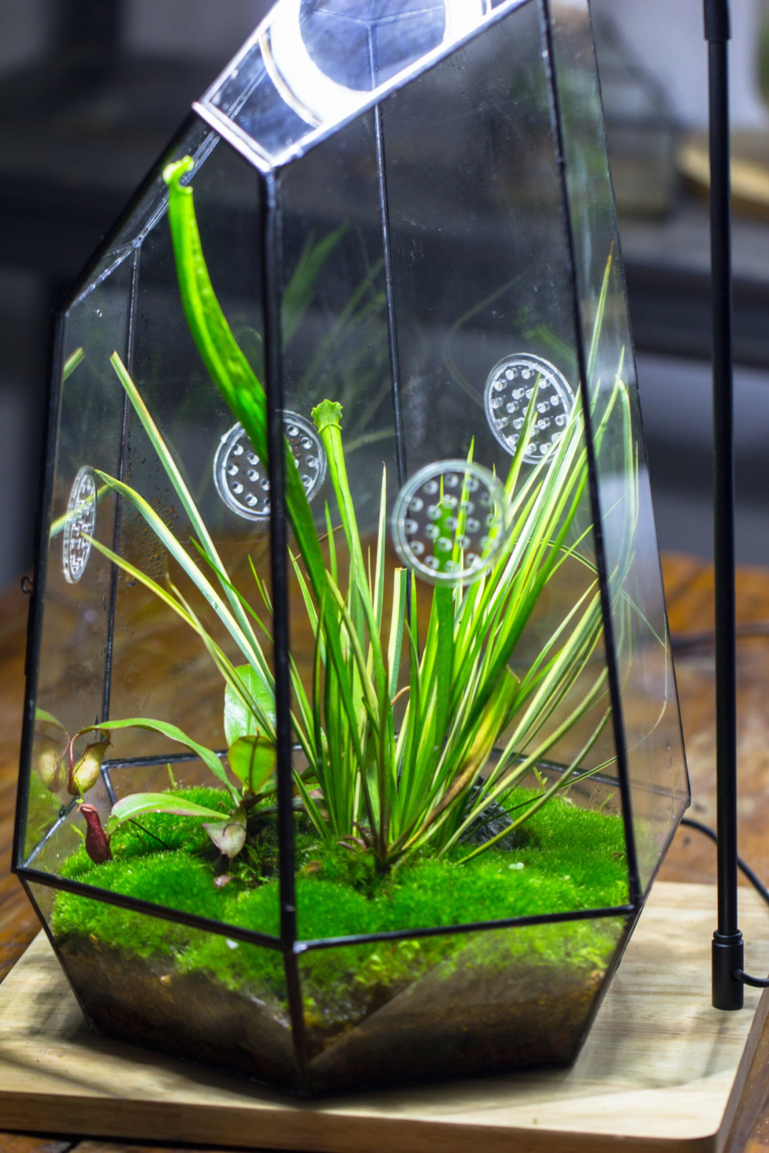 Handmade 41cm / 16" Tall IrregularGlass Geometric Terrarium Box With Vent 14 Handmade 41cm / 16" Tall IrregularGlass Geometric Terrarium Box With Vent - Image 12