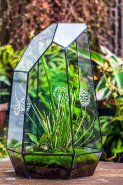 Handmade 41cm / 16" Tall IrregularGlass Geometric Terrarium Box With Vent 28 Handmade 41cm / 16" Tall IrregularGlass Geometric Terrarium Box With Vent -Terrarium Plant Hub 20230510030 13