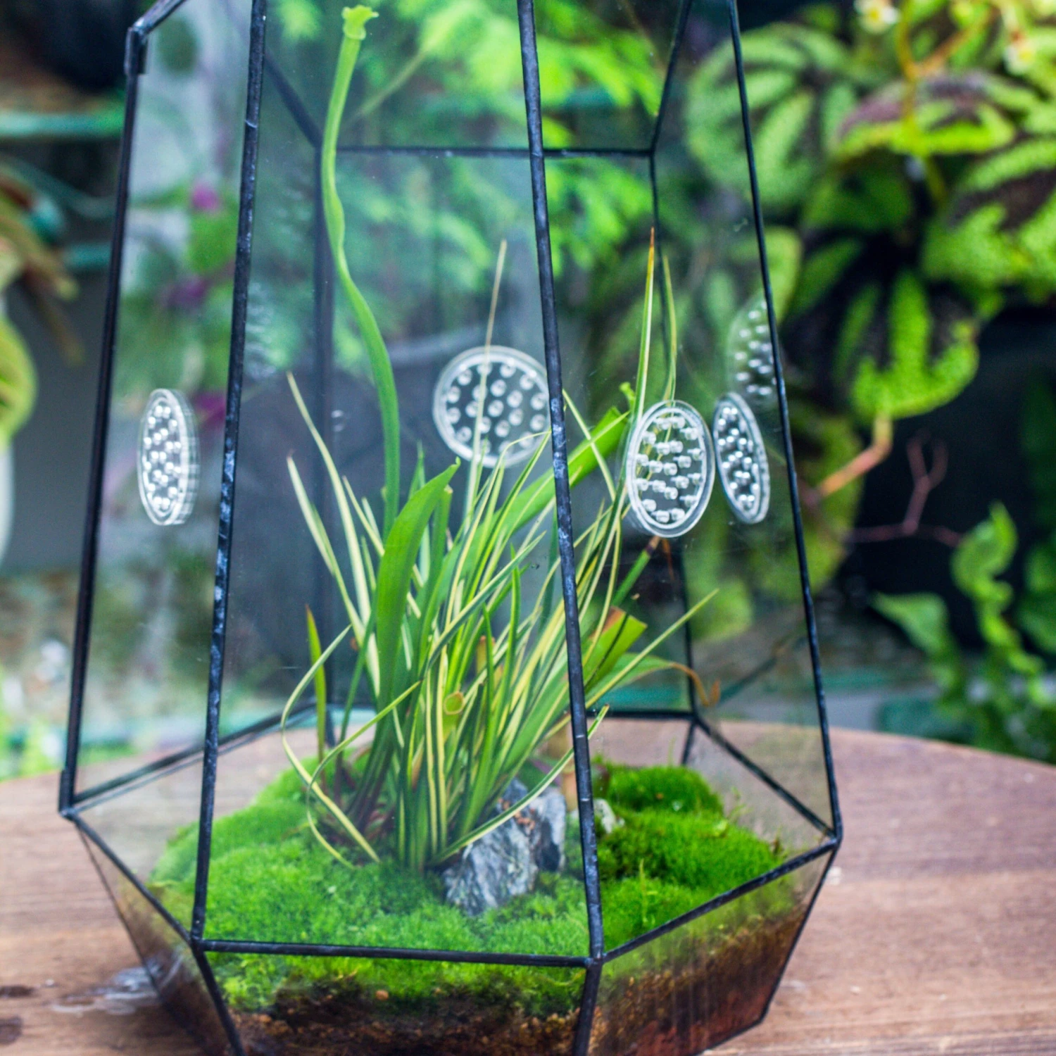 Handmade 41cm / 16" Tall IrregularGlass Geometric Terrarium Box With Vent 4 Handmade 41cm / 16" Tall IrregularGlass Geometric Terrarium Box With Vent - Image 2