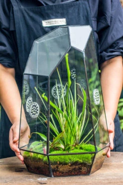 Handmade 41cm / 16" Tall IrregularGlass Geometric Terrarium Box With Vent 18 Handmade 41cm / 16" Tall IrregularGlass Geometric Terrarium Box With Vent -Terrarium Plant Hub 20230510030 21