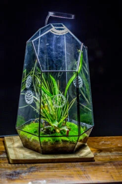 Handmade 41cm / 16" Tall IrregularGlass Geometric Terrarium Box With Vent 21 Handmade 41cm / 16" Tall IrregularGlass Geometric Terrarium Box With Vent -Terrarium Plant Hub 20230510030 3