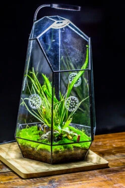 Handmade 41cm / 16" Tall IrregularGlass Geometric Terrarium Box With Vent 22 Handmade 41cm / 16" Tall IrregularGlass Geometric Terrarium Box With Vent -Terrarium Plant Hub 20230510030 6