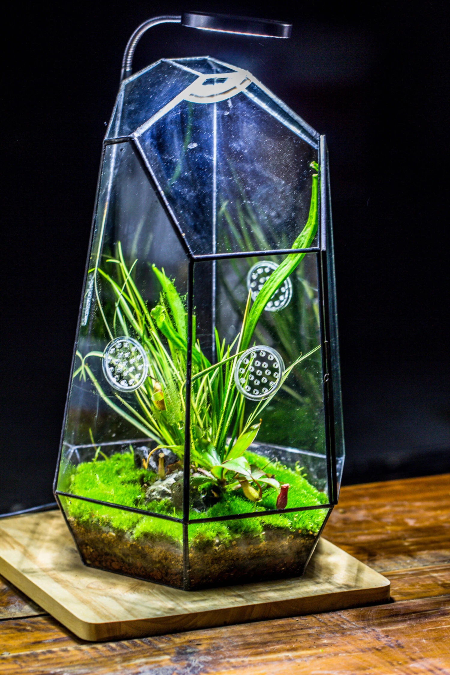 Handmade 41cm / 16" Tall IrregularGlass Geometric Terrarium Box With Vent 9 Handmade 41cm / 16" Tall IrregularGlass Geometric Terrarium Box With Vent - Image 7