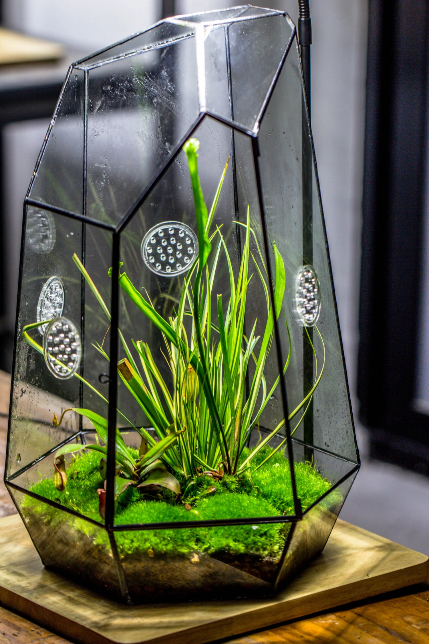 Handmade 41cm / 16" Tall IrregularGlass Geometric Terrarium Box With Vent 10 Handmade 41cm / 16" Tall IrregularGlass Geometric Terrarium Box With Vent - Image 8