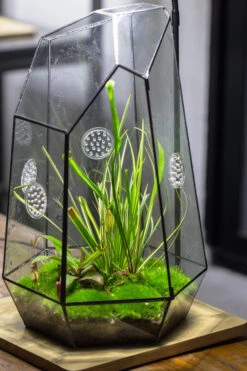 Handmade 41cm / 16" Tall IrregularGlass Geometric Terrarium Box With Vent 24 Handmade 41cm / 16" Tall IrregularGlass Geometric Terrarium Box With Vent -Terrarium Plant Hub 20230510030 8