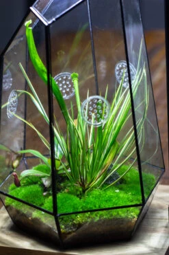 Handmade 41cm / 16" Tall IrregularGlass Geometric Terrarium Box With Vent 25 Handmade 41cm / 16" Tall IrregularGlass Geometric Terrarium Box With Vent -Terrarium Plant Hub 20230510030 9