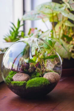 Glass Sphere Terrarium With Cut Kit For Planting Moss, Carnivorous Plant, Begonia -Terrarium Plant Hub 20230608041 11