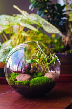 Glass Sphere Terrarium With Cut Kit For Planting Moss, Carnivorous Plant, Begonia -Terrarium Plant Hub 20230608041 21