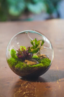 Glass Sphere Terrarium With Cut Kit For Planting Moss, Carnivorous Plant, Begonia -Terrarium Plant Hub 20230608041 7