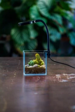 NCYP Clip Grow LED Light, Gooseneck, USB, 10W, Display, Adjustable, For Succulents, Open Terrarium, Fish Tank, Moss, Fern, Tropical Plants -Terrarium Plant Hub 20230628086 11
