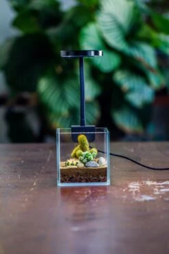 NCYP Clip Grow LED Light, Gooseneck, USB, 10W, Display, Adjustable, For Succulents, Open Terrarium, Fish Tank, Moss, Fern, Tropical Plants -Terrarium Plant Hub 20230628086 12