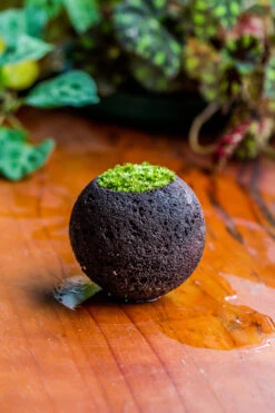 DIY Set 9cm / 3.5" Round Horticultural Lava Rock Volcanic Rock Planter And Moss Building Kit -Terrarium Plant Hub 2024 2 2 IMG 0409