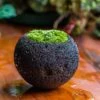 DIY Set 12cm / 4.7" Round Horticultural Lava Rock Volcanic Rock Planter And Moss Planting Kit 1 DIY Set 12cm / 4.7" Round Horticultural Lava Rock Volcanic Rock Planter And Moss Planting Kit -Terrarium Plant Hub 2024 2 2 IMG 0413
