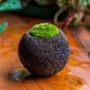DIY Set 10cm / 3.7" Round Horticultural Lava Rock Volcanic Rock Planterwith Moss Building Kit 1 DIY Set 10cm / 3.7" Round Horticultural Lava Rock Volcanic Rock Planterwith Moss Building Kit -Terrarium Plant Hub 2024 2 2 IMG 0415