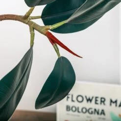 NCYP Artificial Rubber Tree, Rubber Fig, Rubber Bush 5.9FT (70.8 Inches) Tall Faux Plant For Home Office Decor, Indoor Fake Potted Ficus Elastica Tree With Plastic Pot And Rattan Woven Basket -Terrarium Plant Hub 290A0844