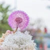 Purple Presered Dandelion Set 3 Pcs Dried Flowers, DIY Material For Bouquet, -Terrarium Plant Hub 290A2074