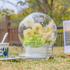 Yellow Presered Dandelion Set 3 Pcs Dried Flowers, DIY Material For Bouquet -Terrarium Plant Hub 290A2489
