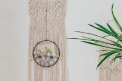 NCYP Glass Coin Organizer Holder For Morgan Silver Dollar Coin - Wall Hanging Display Frame - Round 8" Glass Floating Herbarium For Dried Flowers - Home Decor, Black -Terrarium Plant Hub 290A2962