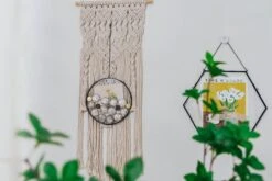 NCYP Glass Coin Organizer Holder For Morgan Silver Dollar Coin - Wall Hanging Display Frame - Round 8" Glass Floating Herbarium For Dried Flowers - Home Decor, Black -Terrarium Plant Hub 290A3032