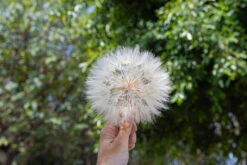 Super Large Diameter 11cm / 4.3 Presered Dandelion Dried Flowers, DIY Material For Bouquet, -Terrarium Plant Hub 290A8809