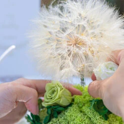 Super Large Diameter 11cm / 4.3 Presered Dandelion Dried Flowers, DIY Material For Bouquet, -Terrarium Plant Hub 290A8870
