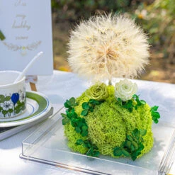 Super Large Diameter 11cm / 4.3 Presered Dandelion Dried Flowers, DIY Material For Bouquet, -Terrarium Plant Hub 290A8877