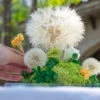 Super Large Diameter 11cm / 4.3 Presered Dandelion Dried Flowers, DIY Material For Bouquet, -Terrarium Plant Hub 290A8887