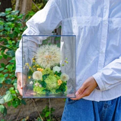 Super Large Diameter 11cm / 4.3 Presered Dandelion Dried Flowers, DIY Material For Bouquet, -Terrarium Plant Hub 290A8941
